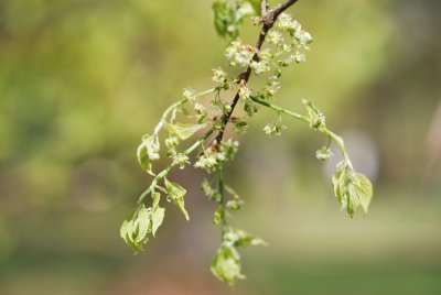 Celtis occidentalis - břestovec západní - kvetoucí větévka